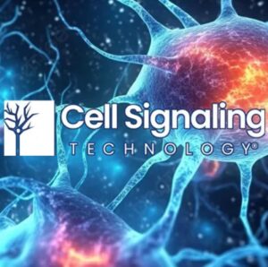 Antibodies and innovative solutions for research